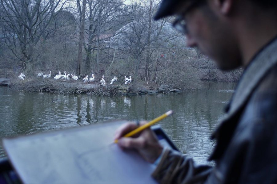 Some+pelicans+model+for+Ian+Kemps+drawing+at+the+zoo.