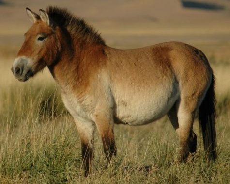 In 2004, Przewalskis horses were reintroduced to the steppes of Mongolia—known as the Seer release site—where this photo was taken.